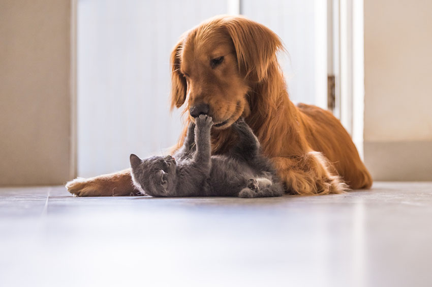 British Shorthair cat playing with a dog