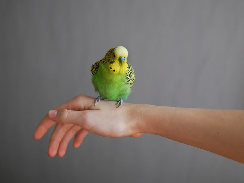 parakeet perched on hand