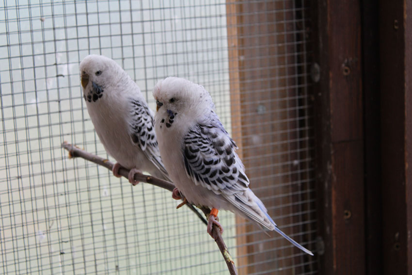 Budgies together in a cage