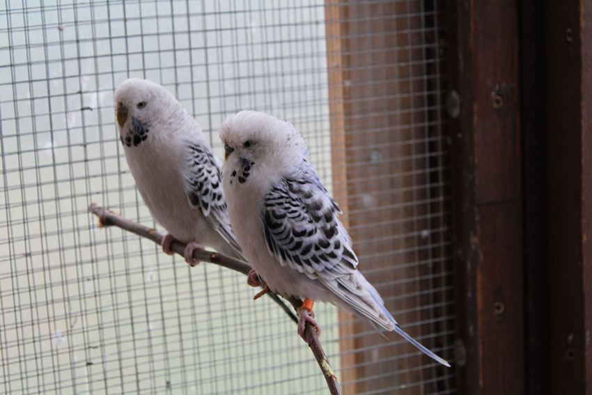 Texas clear body parakeets