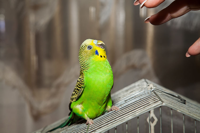 parakeet aggression