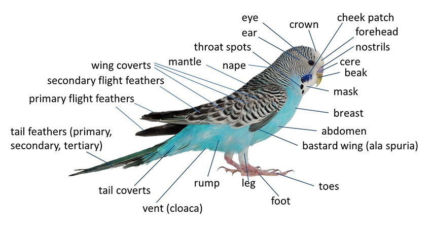 Parakeet anatomy