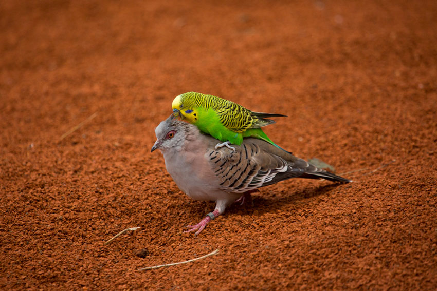 budgie and crested pigeon
