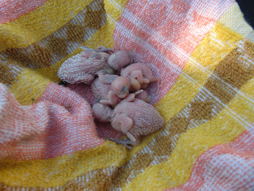 parakeet chicks newly hatched