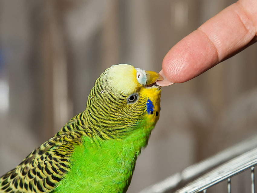 Parakeet biting a fingernail