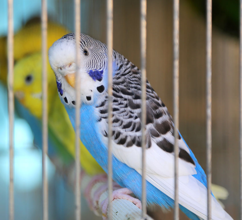 Clearwing Budgie in a cage