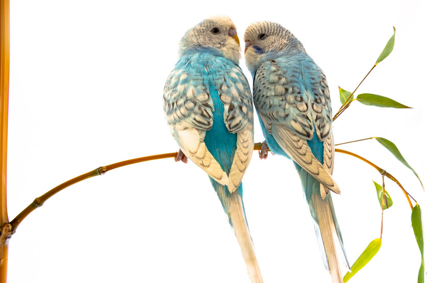 handling young parakeet