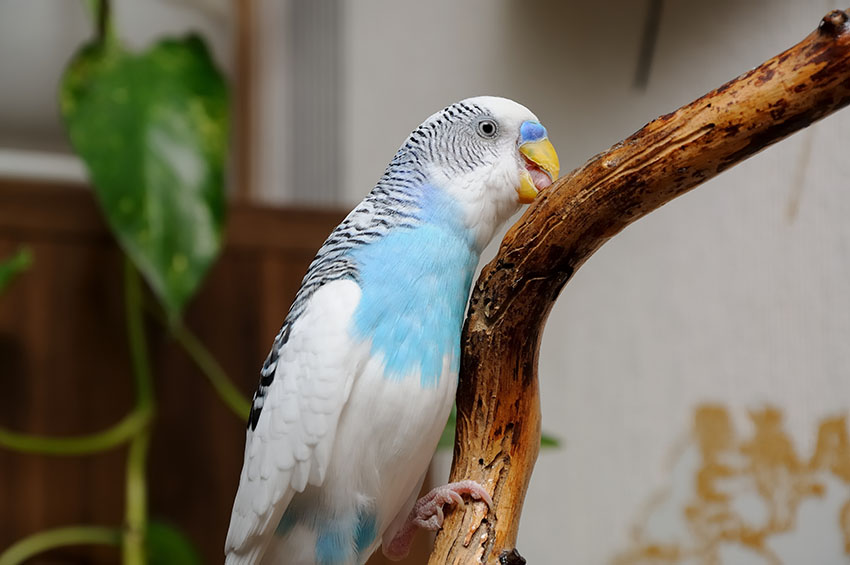 parakeet chewing perch