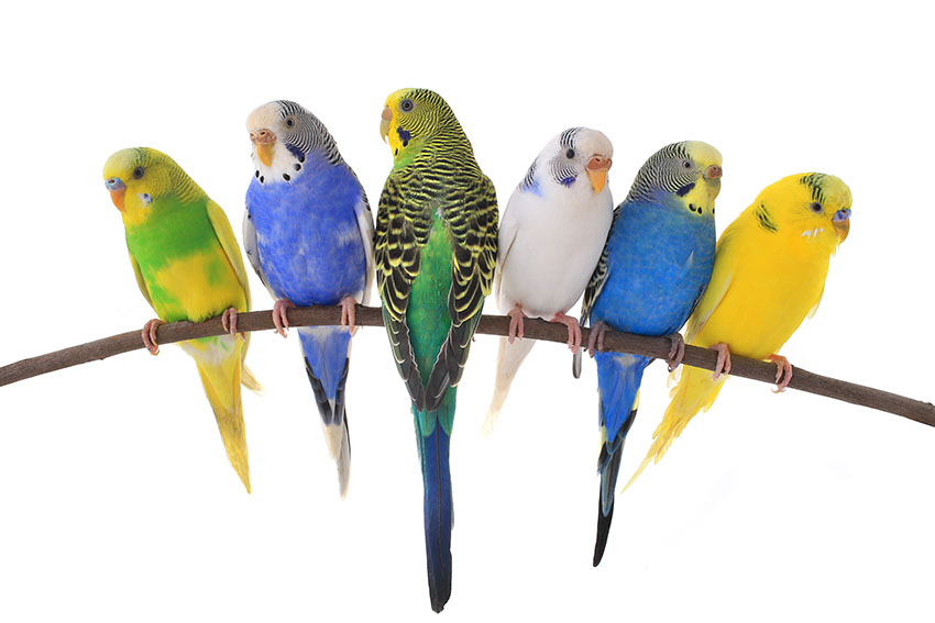 parakeet colour varieties