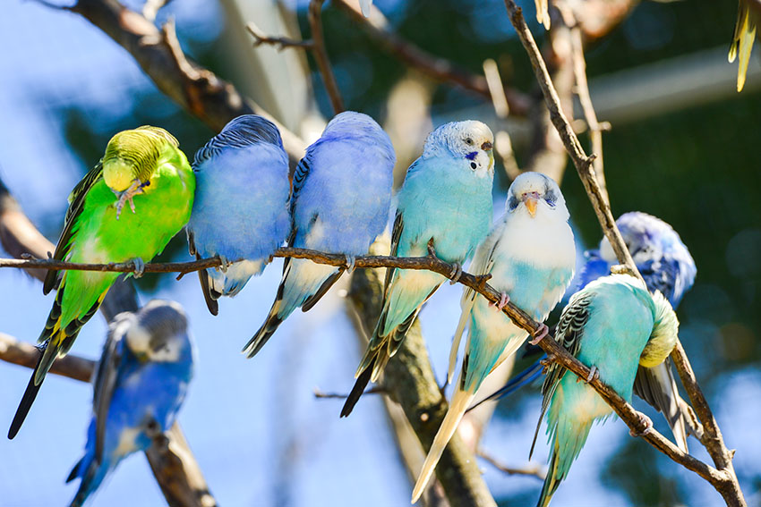 Bird Health And Feather Color Changes