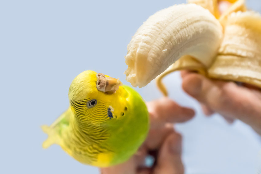 Parakeet banana eating from hand