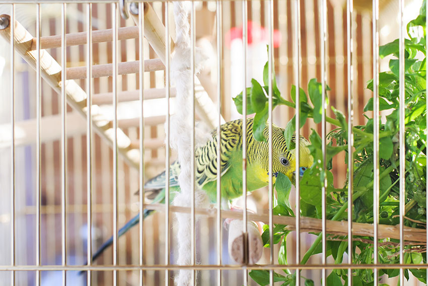 A parakeet eating greens