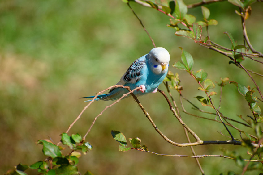 escaped parakeets in the wild