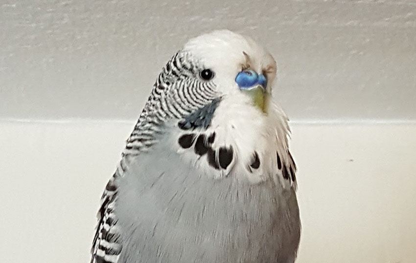 parakeet with dried blood on face feathers