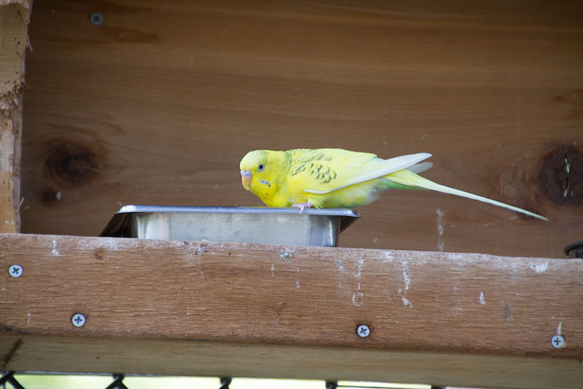 Parakeet feeding from a tray