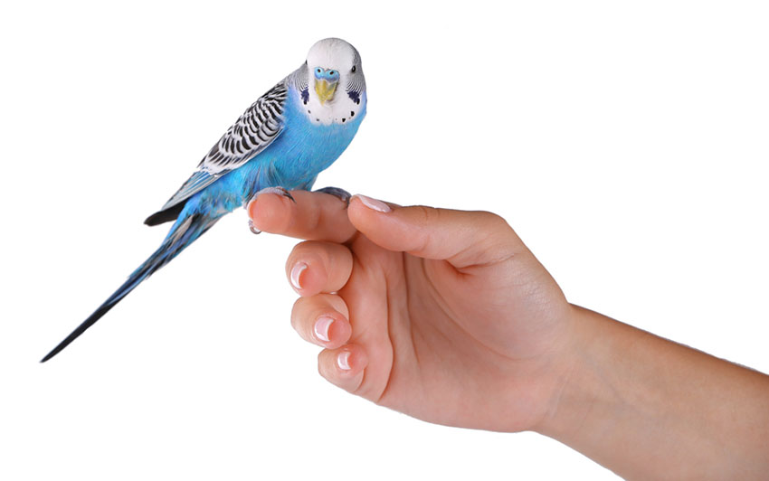 parakeet finger training