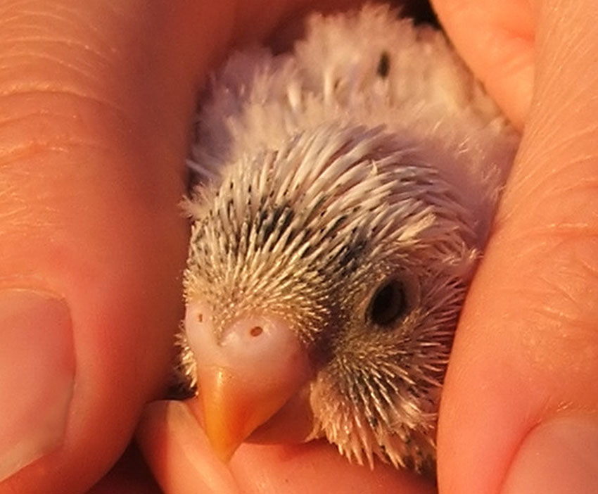 parakeet fledgling cupped in hands