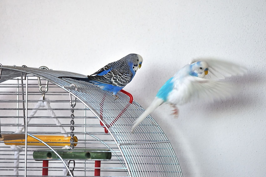 parakeets outside their cages