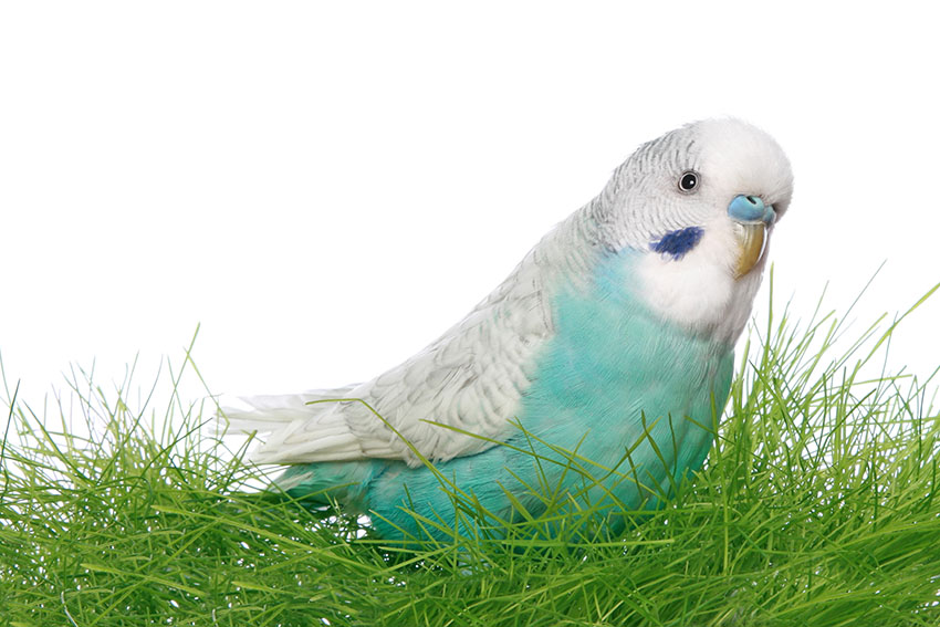 Grey parakeet