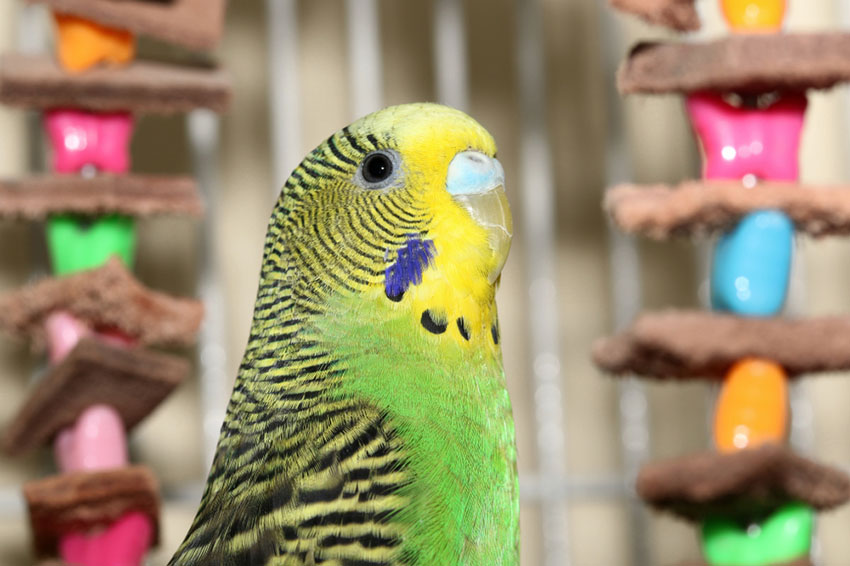 Parakeets ladder