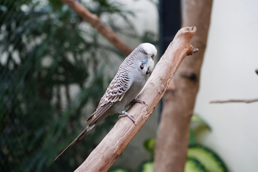 Budgie on a perch