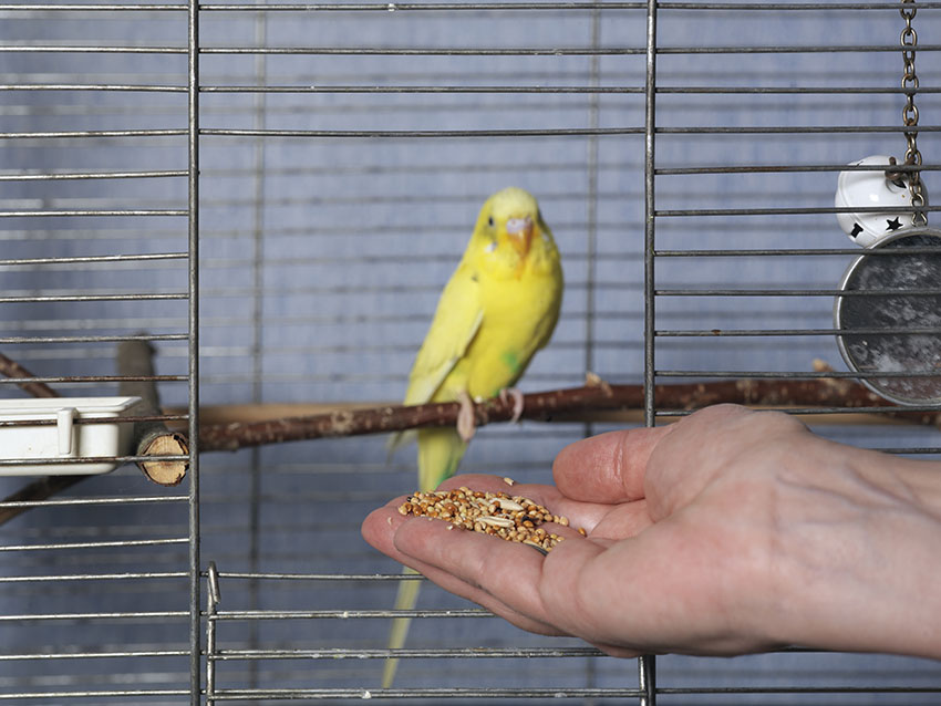 A parakeet being hand-fed with grains