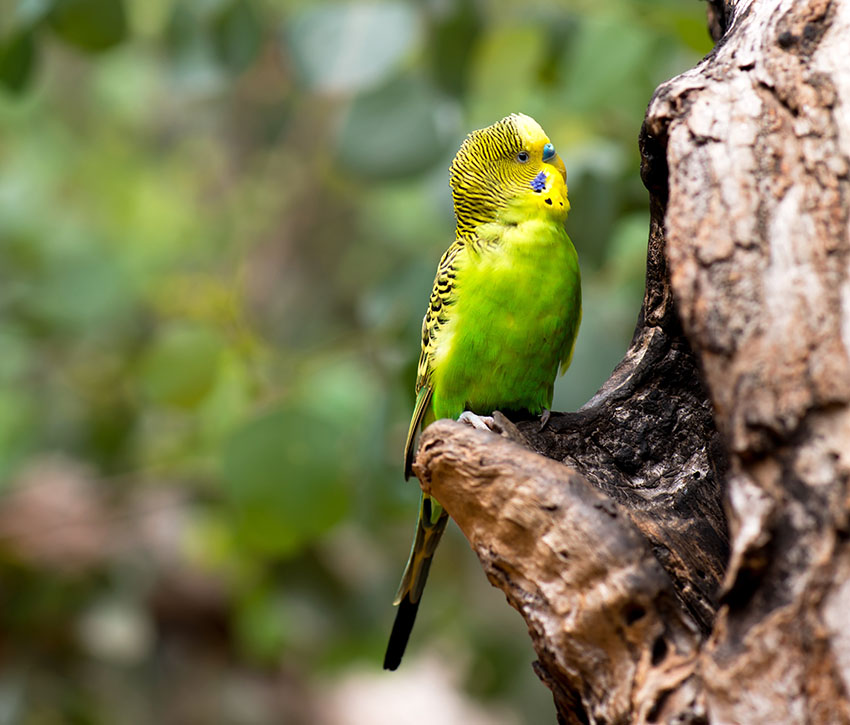 Can A Parakeet Survive In The Wild