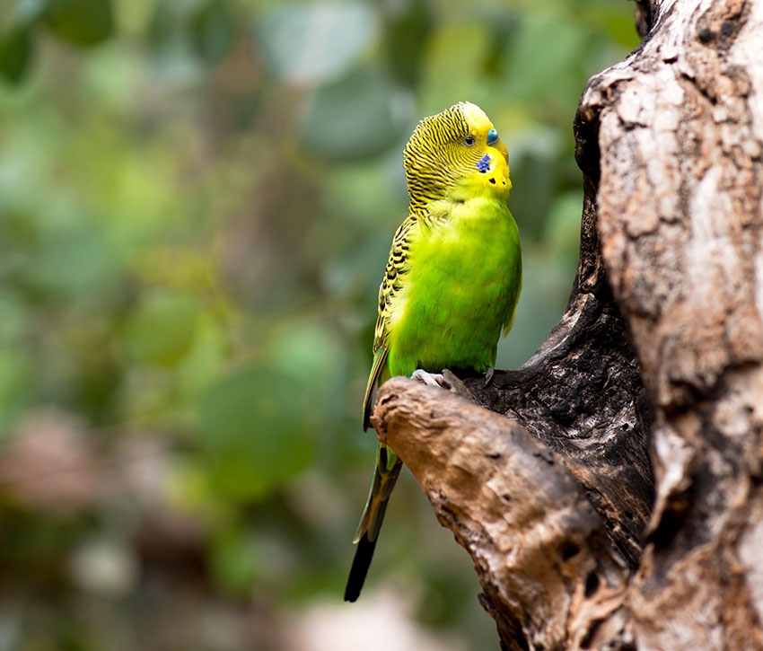 Parakeet in eucalyptus tree