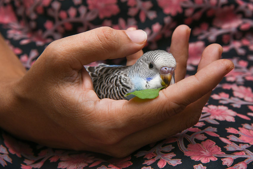 parakeet in hand