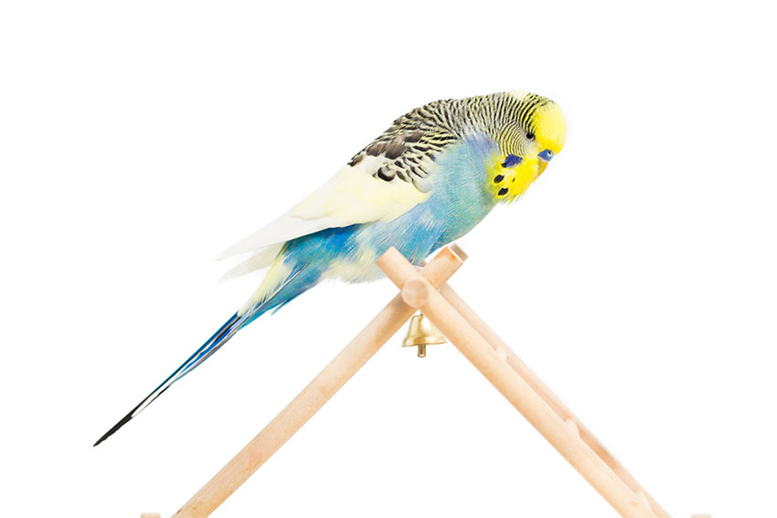 parakeet ladder