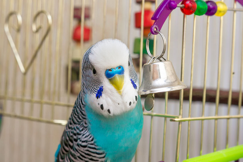 parakeet loves bell