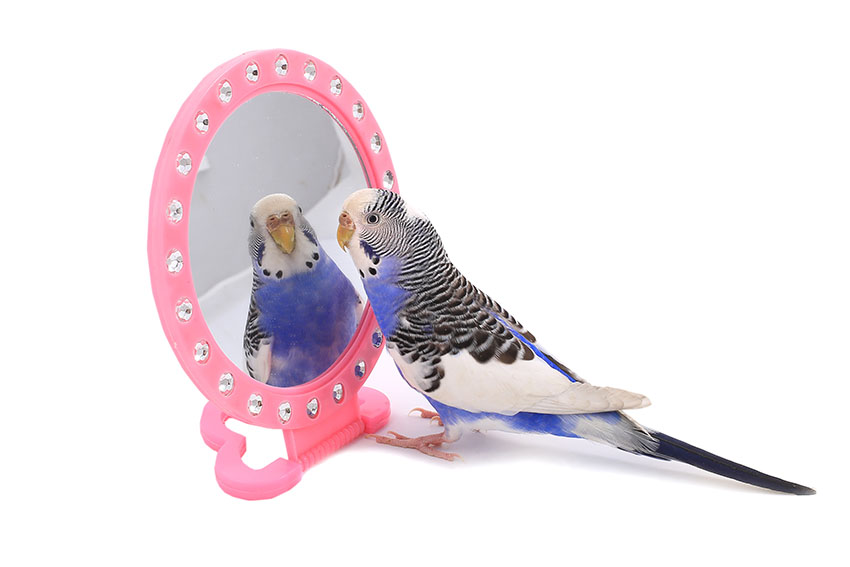 Parakeet mirror