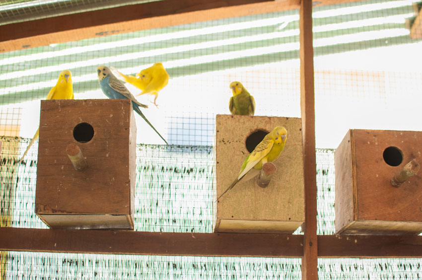 parakeet color variations