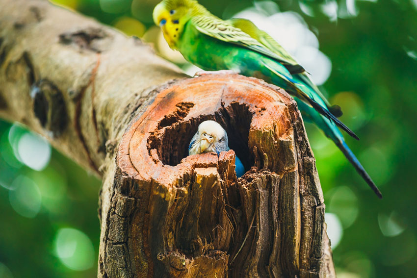 nesting budgies parakeets