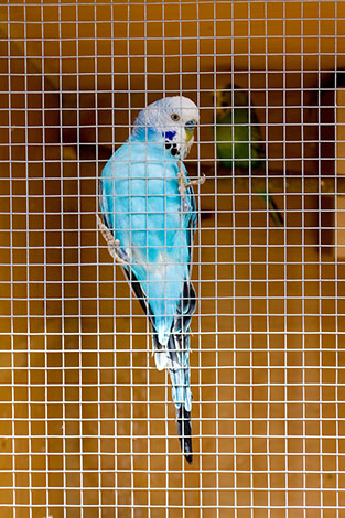 budgie on aviary wire
