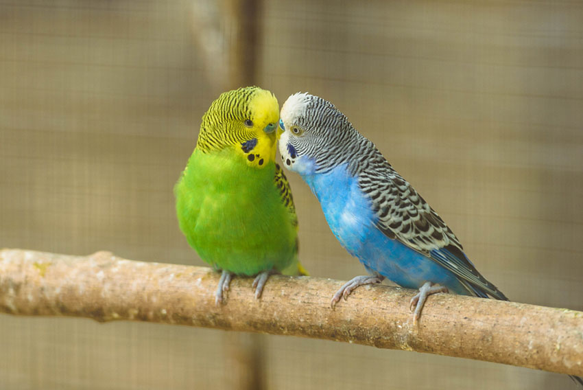 parakeet colors