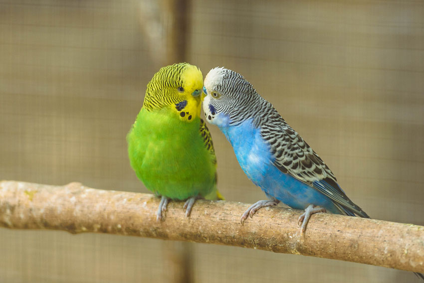 kinds of parakeets