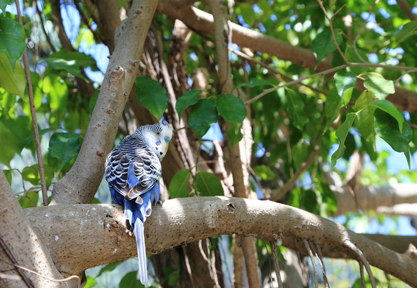 outdoor parakeet aviary