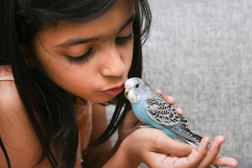 parakeet on girl's hand