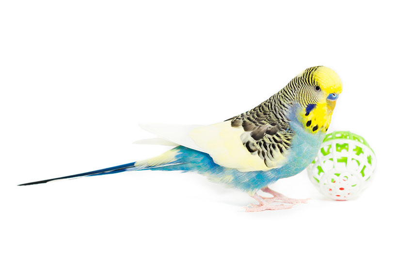 parakeet playing football