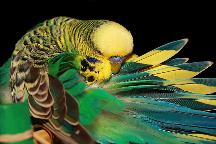 parakeet preening