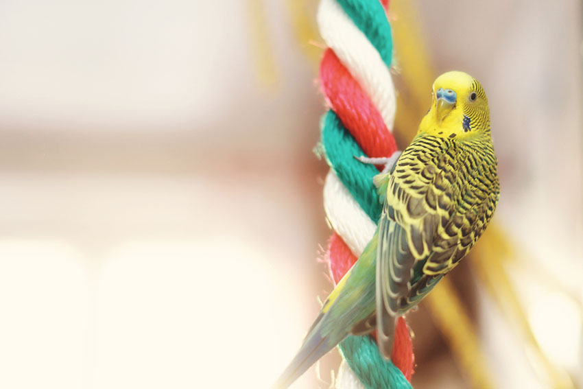 Parakeets ladder