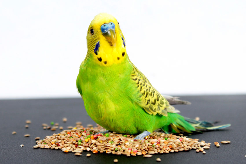 parakeet digestive problems