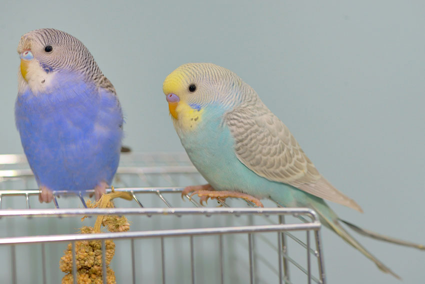Blue budgies in a cage