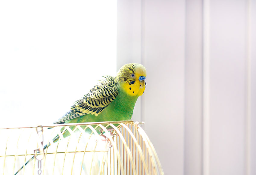 parakeet singing on cage