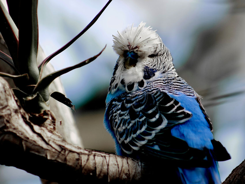 parakeet lice