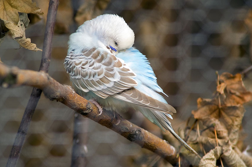 A budgie sleeping outdoors