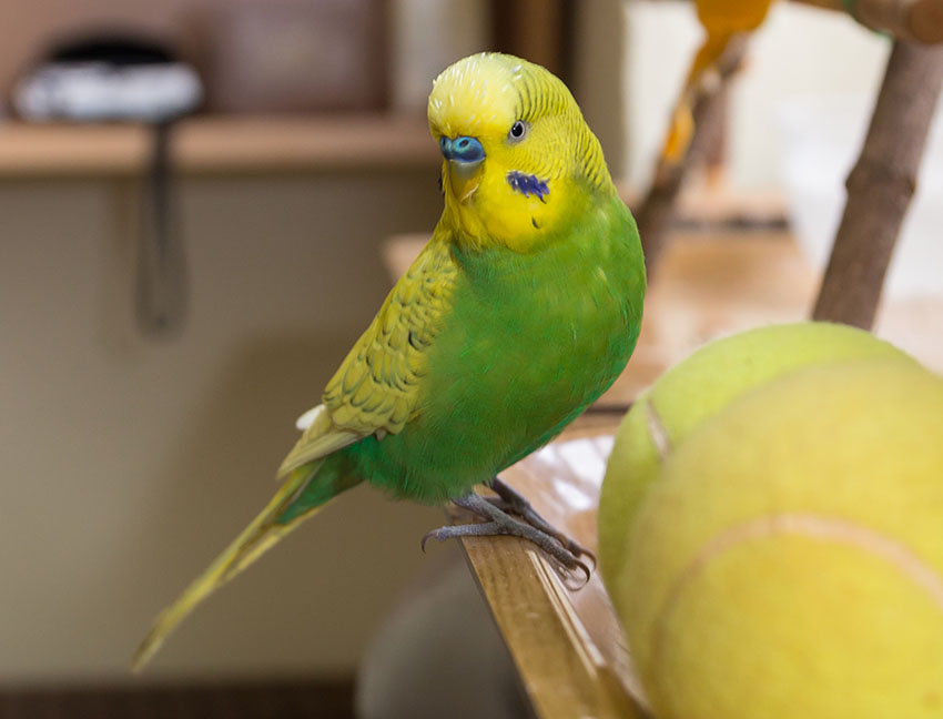 parakeet tennis ball