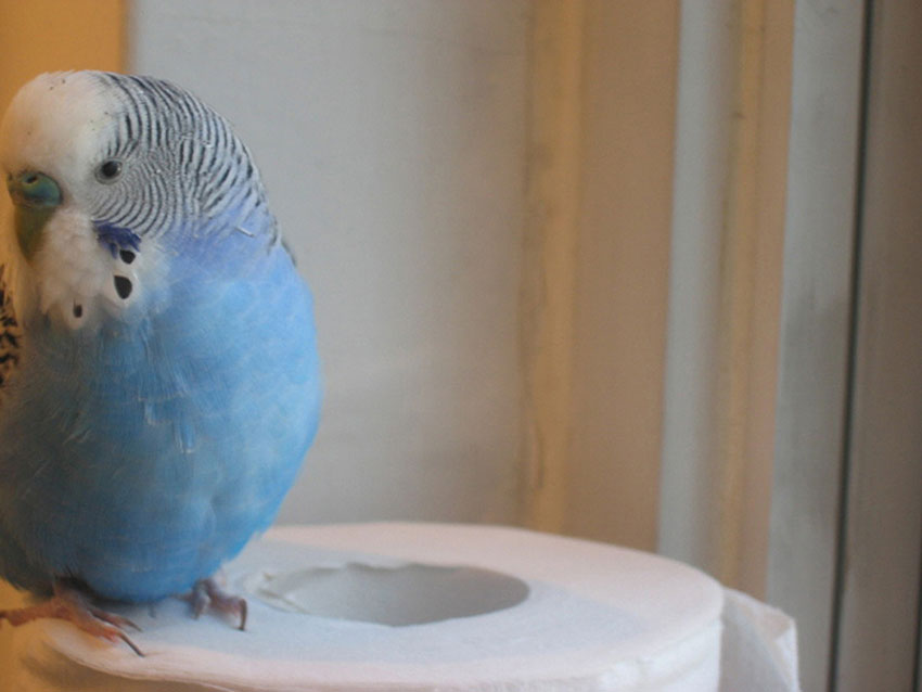 parakeet toilet roll