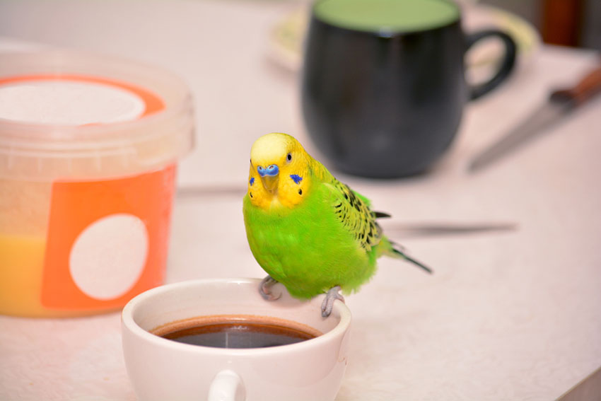 parakeet toxic food coffee